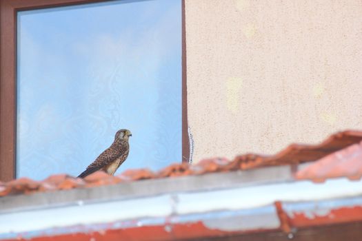 common kestrel - falco tinnunculus - in urban area