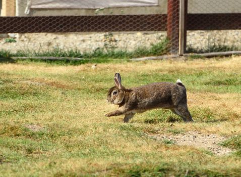 funny baby rabbit running at a farm yard