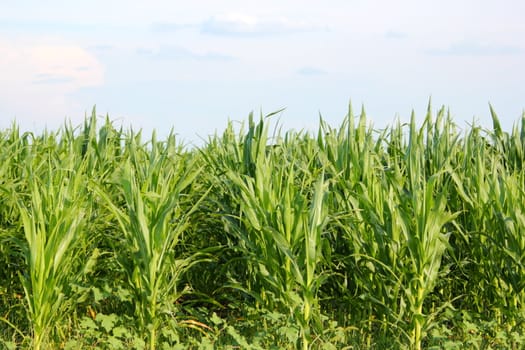 green maize field in summer