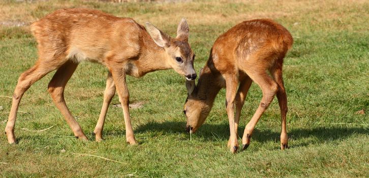 two roe deer babies playing in the green field