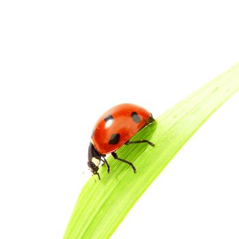 ladybug on green grass isolated white background