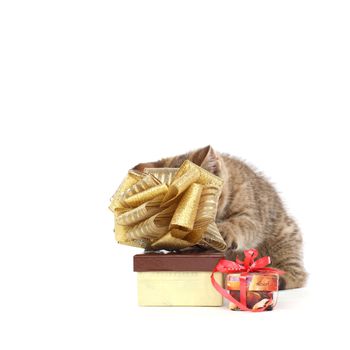 cat and gift isolated on white background