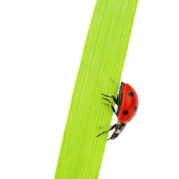 ladybug on grass isolated macro