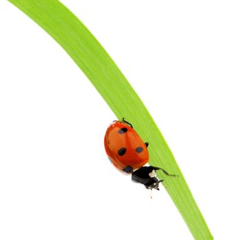 ladybug on grass isolated macro