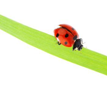 ladybug on grass isolated macro