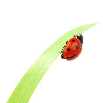 ladybug on grass isolated macro