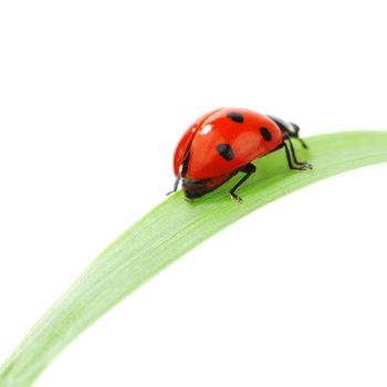 ladybug on grass isolated macro