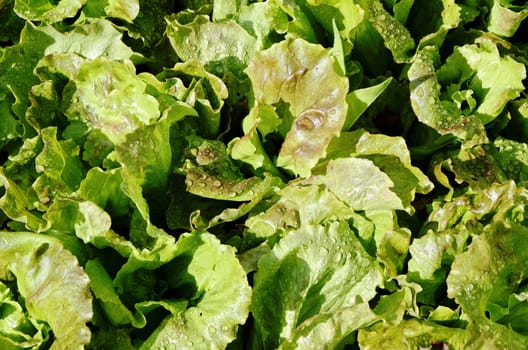 green salad in a garden