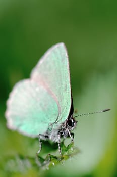 a butterfly closeup