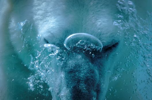 a polar bear in the water