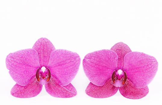 two orchid flowers on white background
