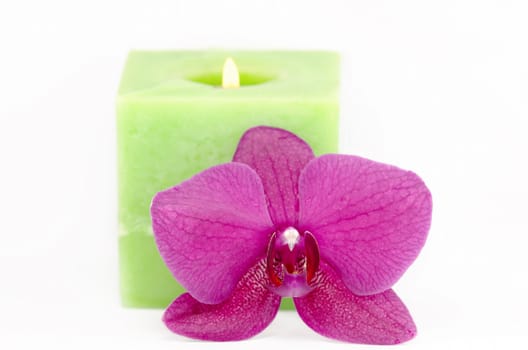 an orchid flower with a candle in the background
