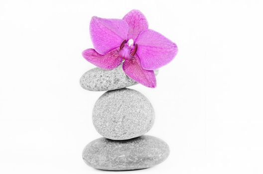 orchid flowers and stones on white background