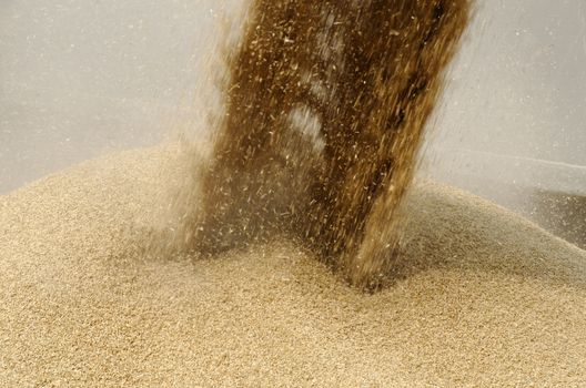 wheat grains loading
