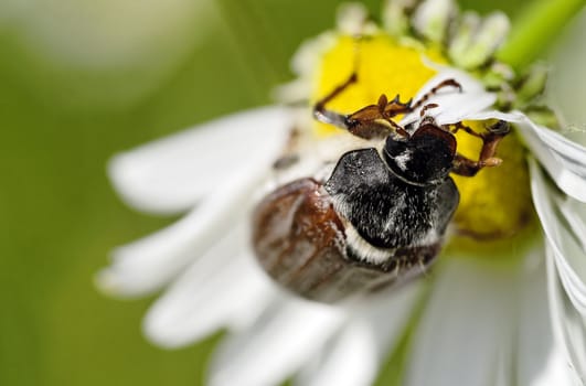 a may beetle closeup