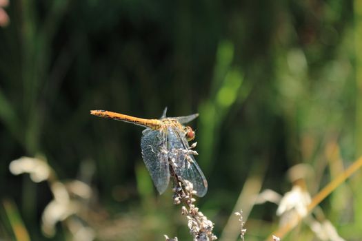 The dragonfly sitting on branches of a grass