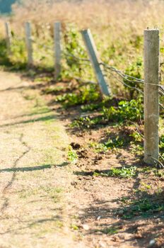 Barbed wire fence with grass in field