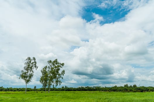 Tree in grass field with cloud and blue sky
