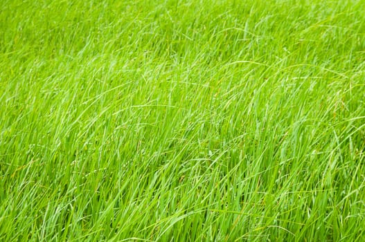 Green grass in field in daylight time