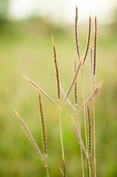 Grass in field with green background