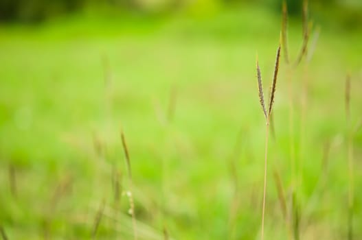 Grass in field with green background