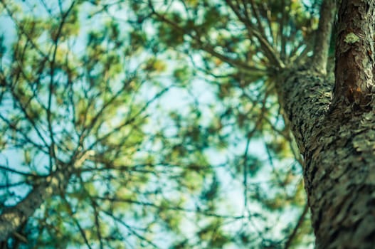 Pine in forest Perspective worm view