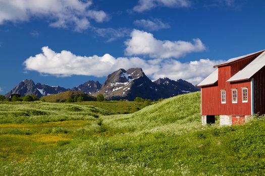 Scenic Lofoten islands in Norway during short summer north of arctic circle with typical red wooden building, dramatic mountain peaks and flowering fields