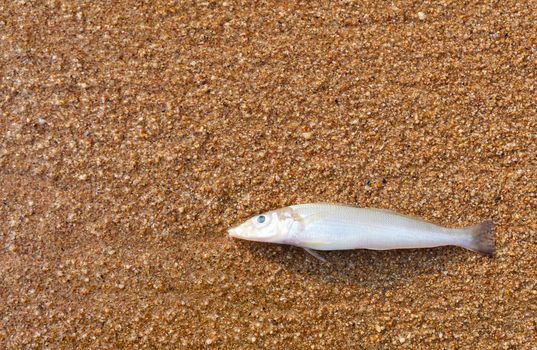 Dead fish on the beach orange sand