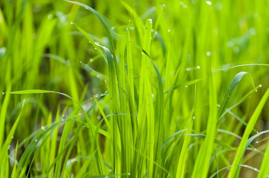 Rice leaves with Drops of water on leaf