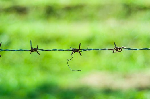 old barb wire on green background in garden