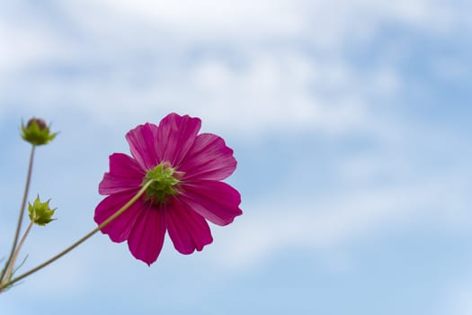 Pink Cosmos  flower family fompositae on blue sky background