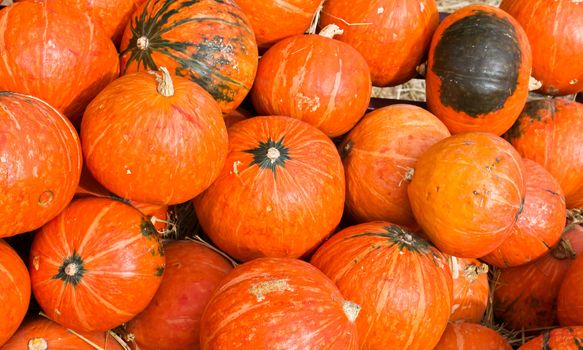 Pumpkins  in farm rural country field produce harvest holiday