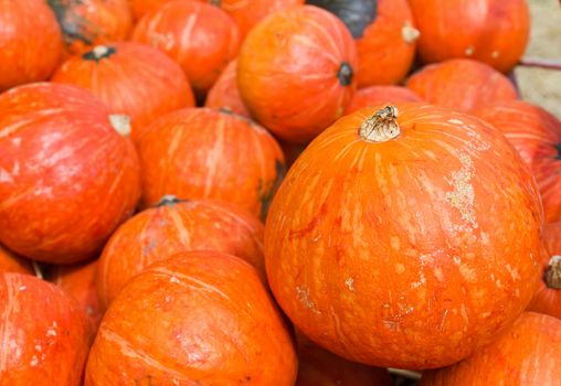 Pumpkins  in farm rural country field produce harvest holiday
