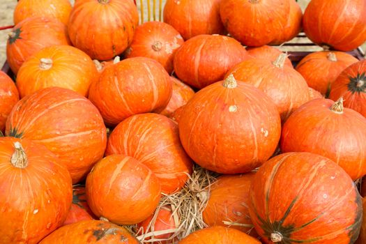 Pumpkins  in farm rural country field produce harvest holiday
