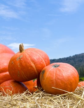 Pumpkins  in farm rural country field produce harvest holiday