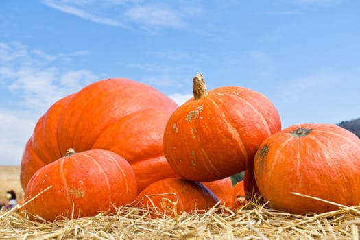 Pumpkins  in farm rural country field produce harvest holiday