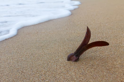 Rubber seed floating on the beach. Waiting for growth.