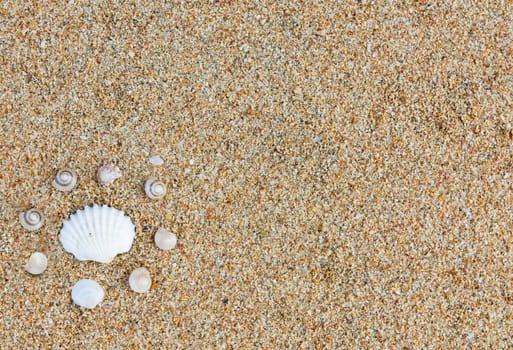 Ring of sea shells in the sand.