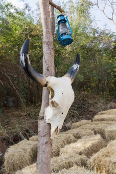 Skull buffalo hang on tree in forest