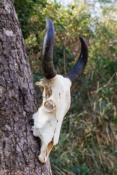 Skull buffalo hang on tree in forest