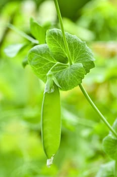 Growing sweet peas in the garden. Background out of focus