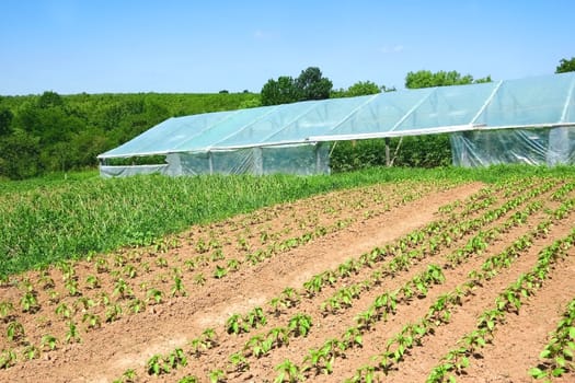 Infrastructure of rural farm. Agricultural plants are planted on a vegetable garden and in the film greenhouse