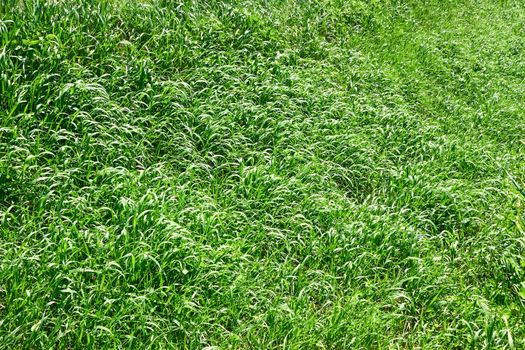 Meadow with motley young spring green grass as herbal texture