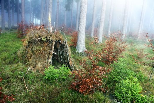 lonely hut in the forest with fog