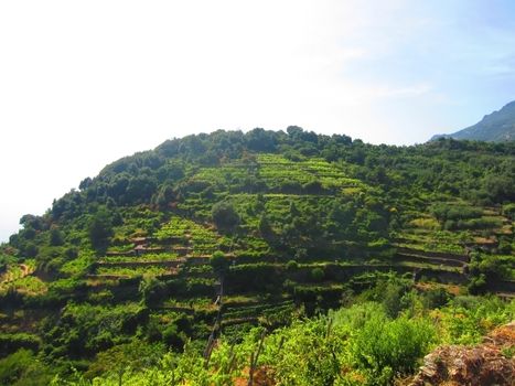 Vineyards on Italian coast in Liguria                            