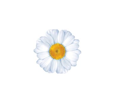 beautiful flower daisy on white background