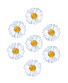 chamomiles isolated on white