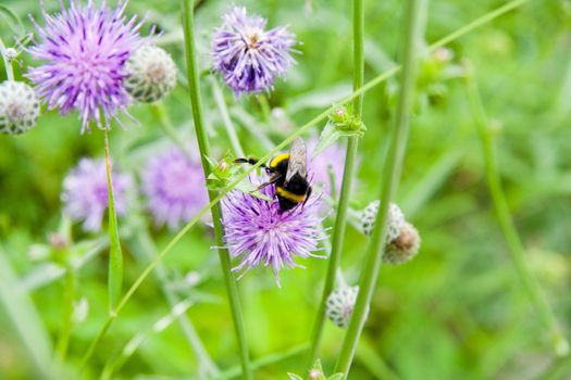 SilberFlowers with bee