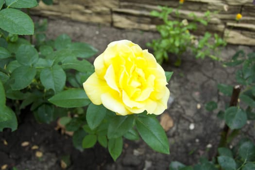 yellow rose flower blossom