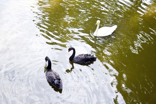 Swans